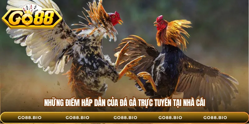 Những điểm hấp dẫn của đá gà trực tuyến tại nhà cái