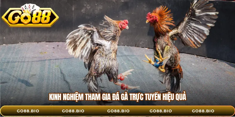 Kinh nghiệm tham gia đá gà trực tuyến hiệu quả
