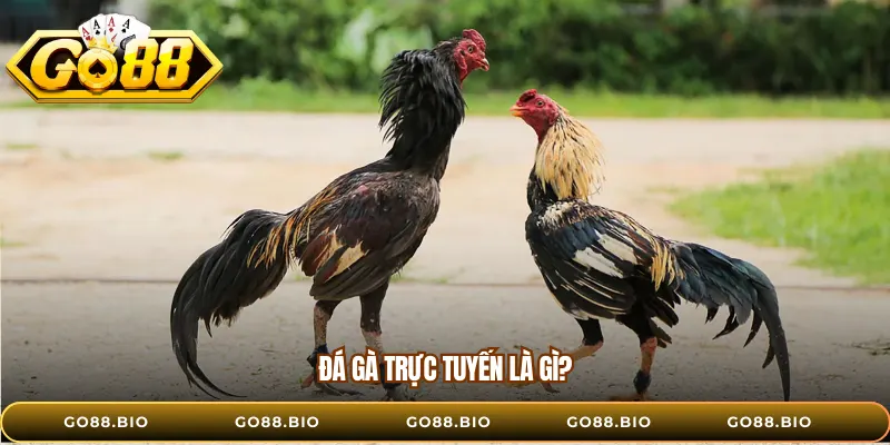 Đá gà trực tuyến là gì?