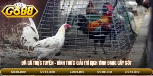 Đá Gà Trực Tuyến - Hình Thức Giải Trí Kịch Tính Đang Gây Sốt