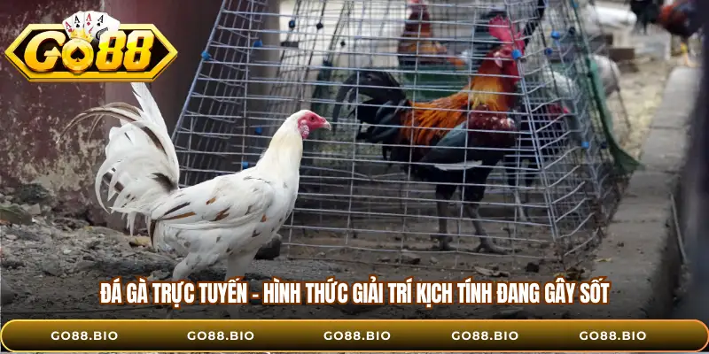 Đá Gà Trực Tuyến - Hình Thức Giải Trí Kịch Tính Đang Gây Sốt